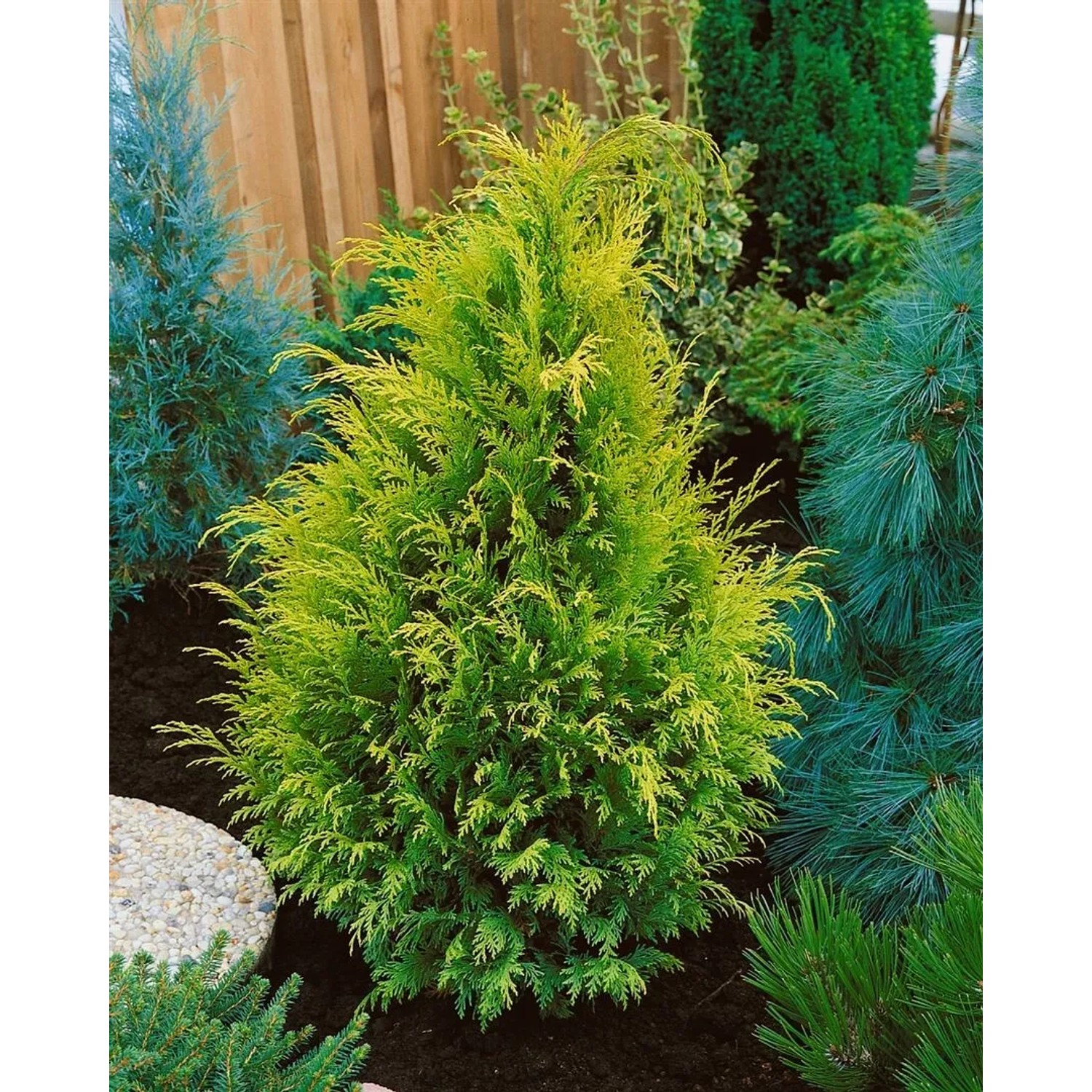 Gelbe Scheinzypresse 'Stardust' (15-20 cm) als Heckenpflanze im Garten.