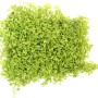 Dennerle Aquariumpflanze Micranthemum tweediei auf Pad, grüne Vordergrundpflanze.