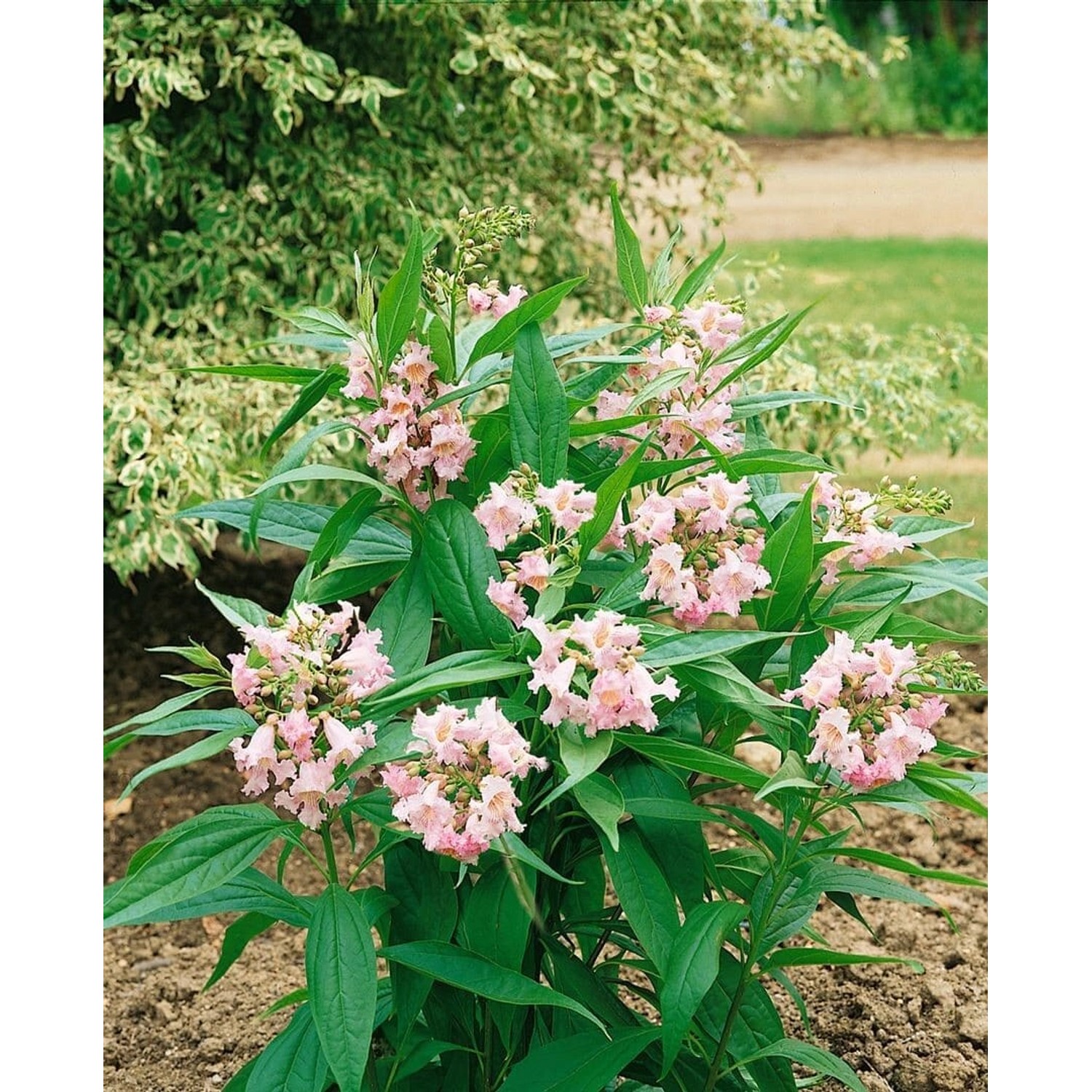 Chitalpa Summer Bells Rosa Blüten 100–125 cm günstig online kaufen