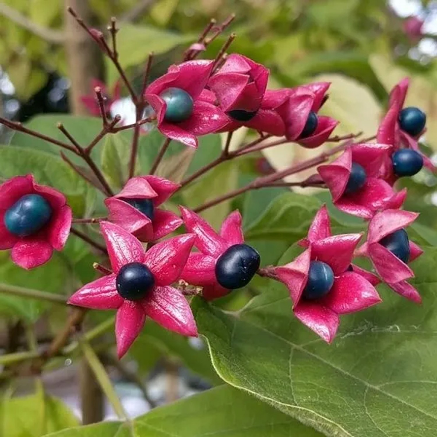 arborix Losbaum Clerodendrum Trichotomum 40 Bis 50 Cm Im Container Duftende Blüten