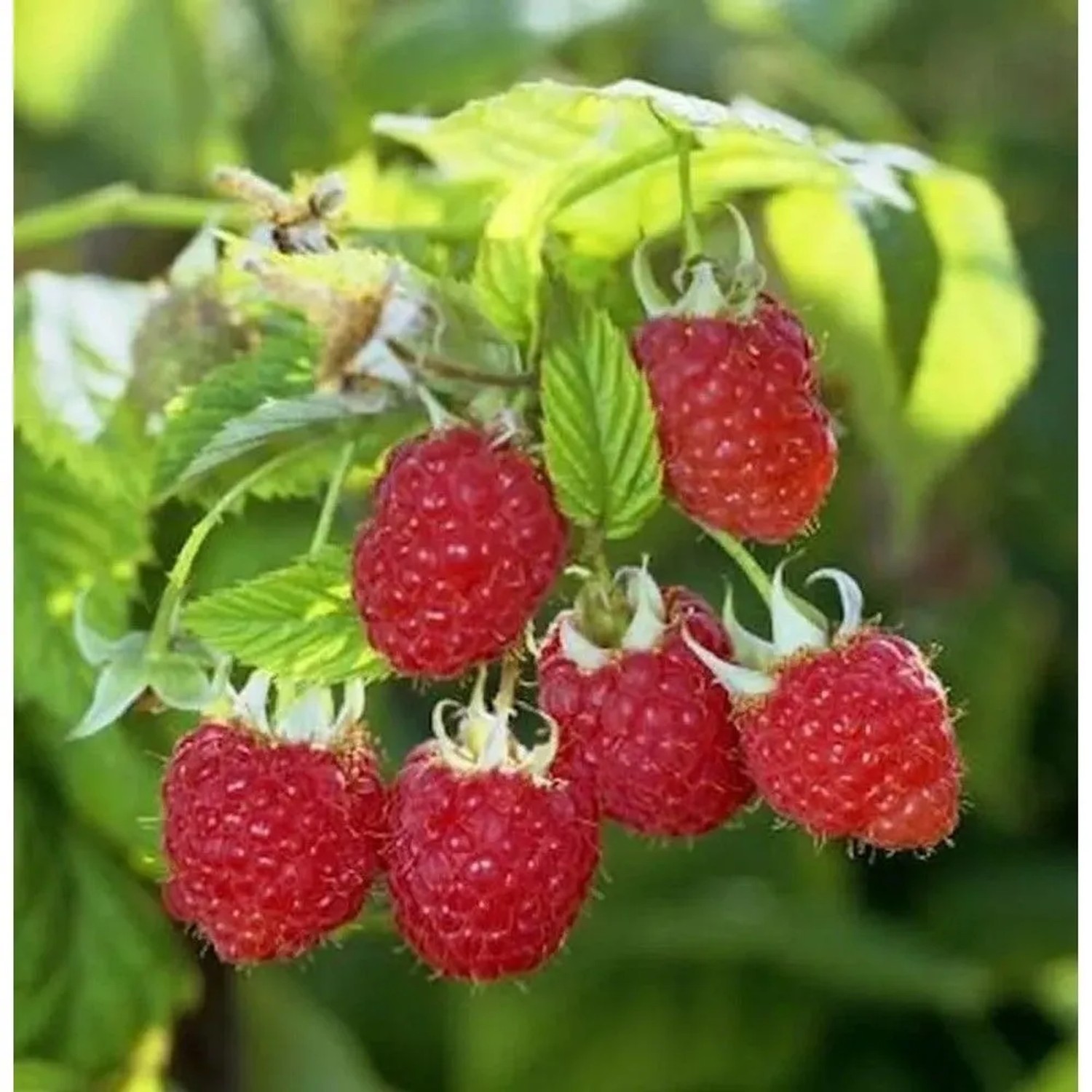 Himbrombeere - Rubus Tayberry