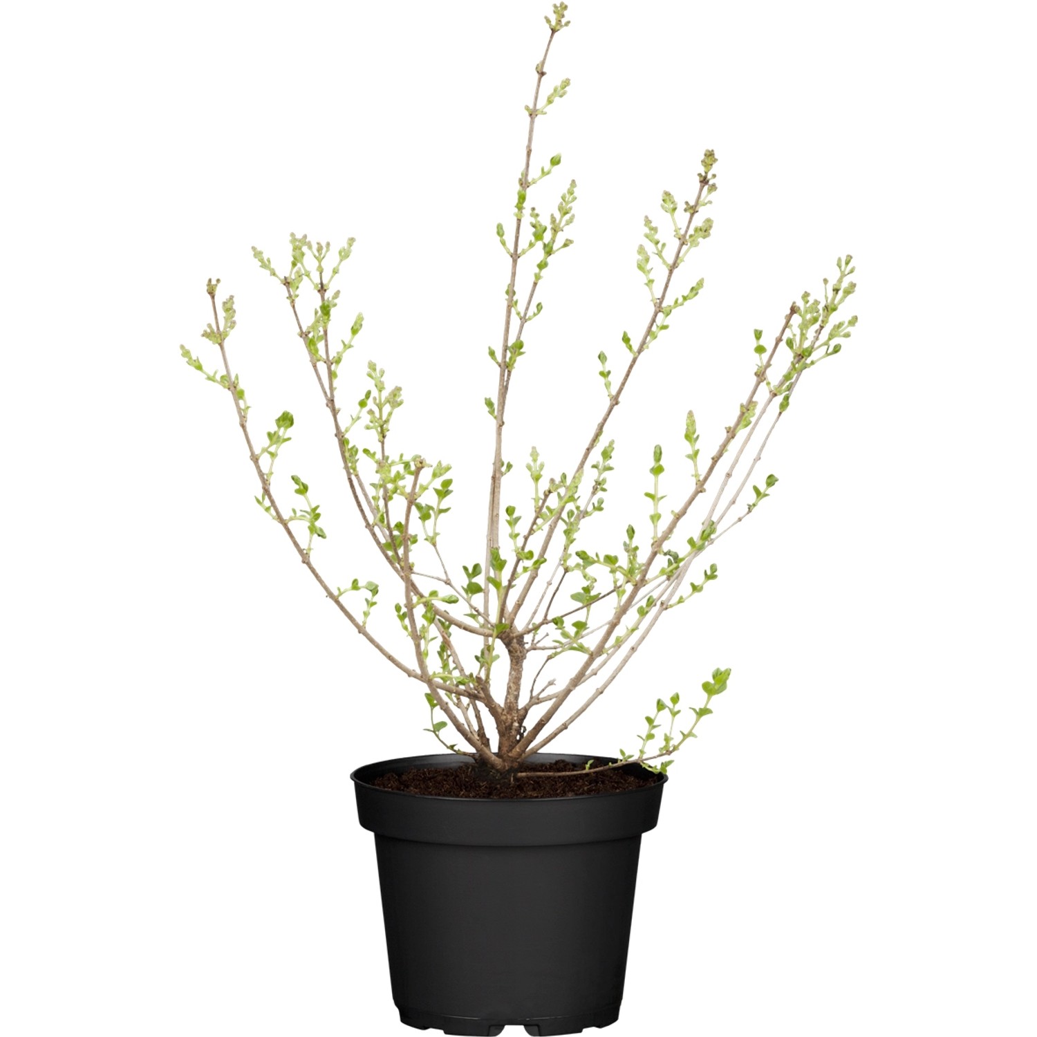 Meyers Flieder Palibin Lila Höhe ca. 60 cm Topf ca. 5 l Syringa