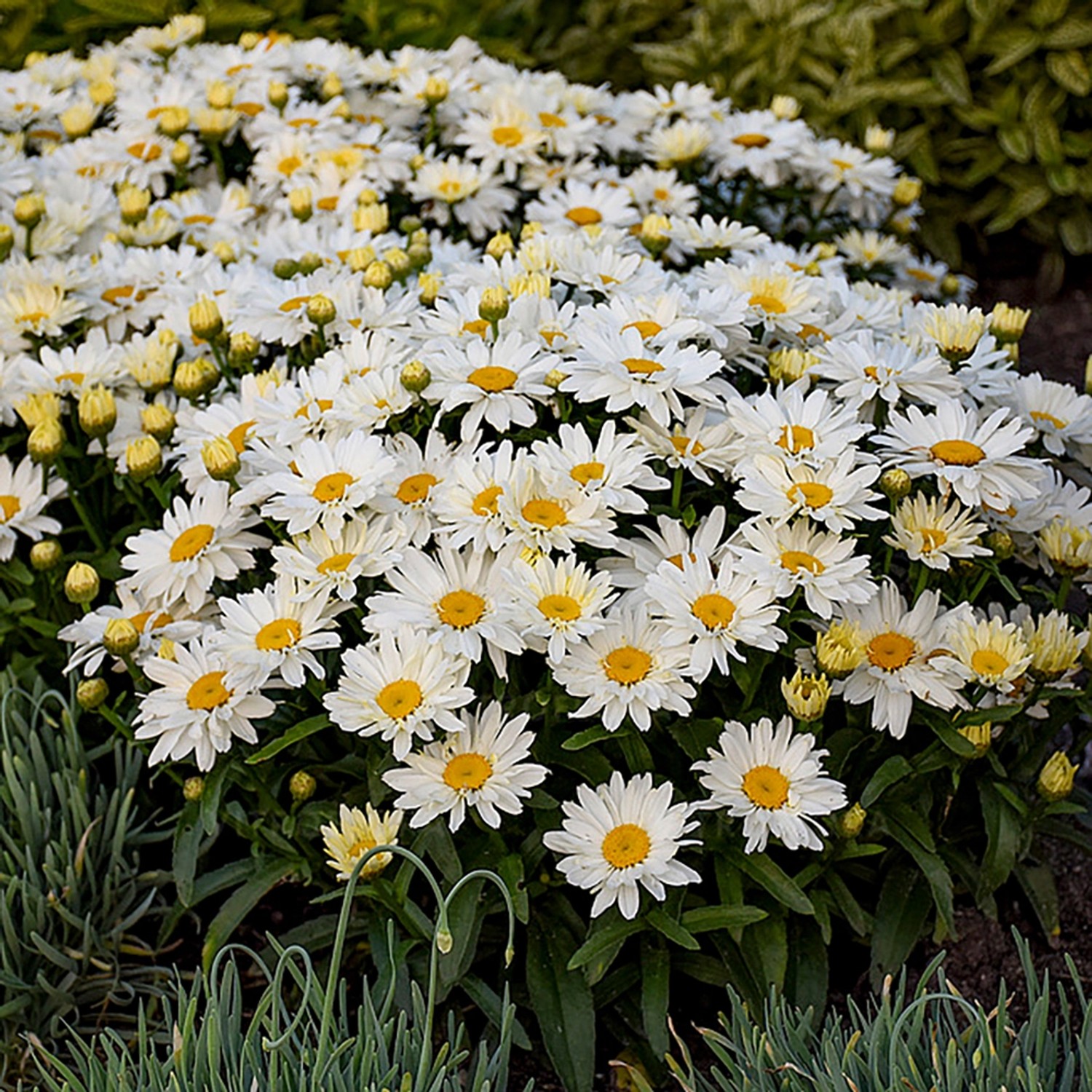 Margeriten Leucanthemum Weiß Höhe ca. 60 80 cm TopfØ ca. 35 cm