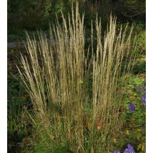 Reitgras 'Waldenbuch' (Calamagrostis acutiflora) im Garten, Ziergras mit filigranen Blütenständen.