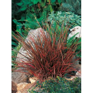 Mahagonisegge Rubra im Topf, Ziergras mit rötlichem Laub für Garten und Terrasse.