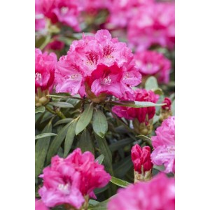 Leuchtend roter Rhododendron Hybr. Rocket mit üppigen Blüten und grünen Blättern.