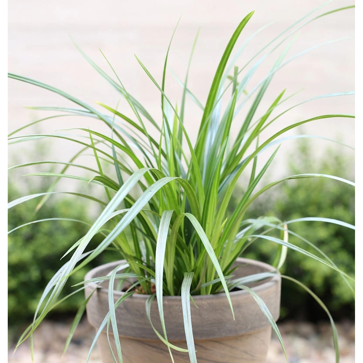 Teppich Japan Segge Irish Green - Carex foliosissima günstig online kaufen