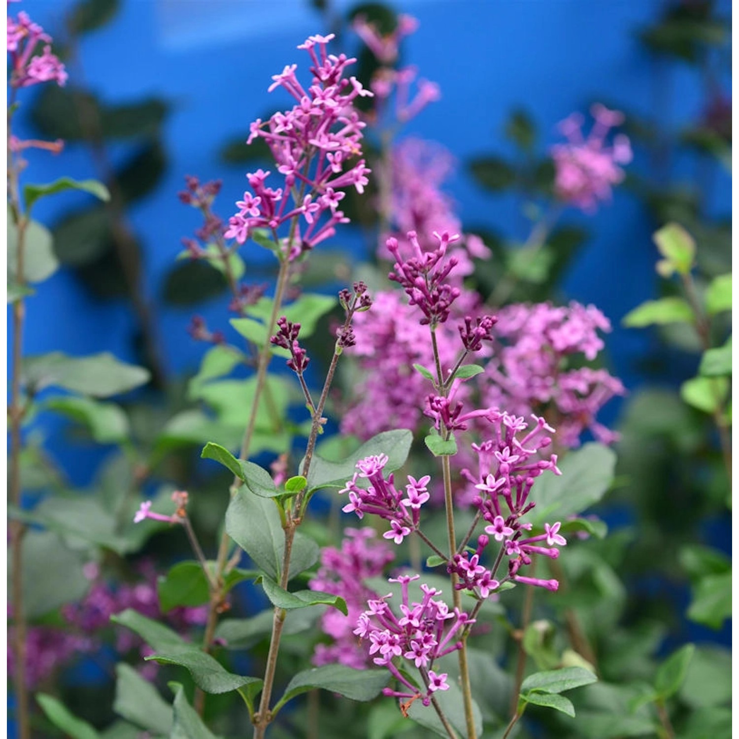 Hochstamm Edelflieder Bloomerang Dark Purple 60-80cm - Syringa günstig online kaufen