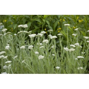 Nahaufnahme der Gemeinen Schafgarbe (Achillea millefolium) mit weißen Blüten im 9x9 cm Topf.