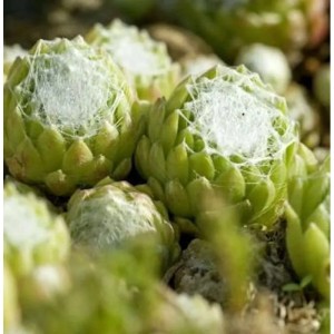 Nahaufnahme von Dachwurz Alpha (Sempervivum arachnoideum) mit weißem, spinnennetzartigem Muster.