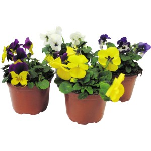 Hornveilchen in verschiedenen Farben im Topf, ideal für Beet oder Kübel.