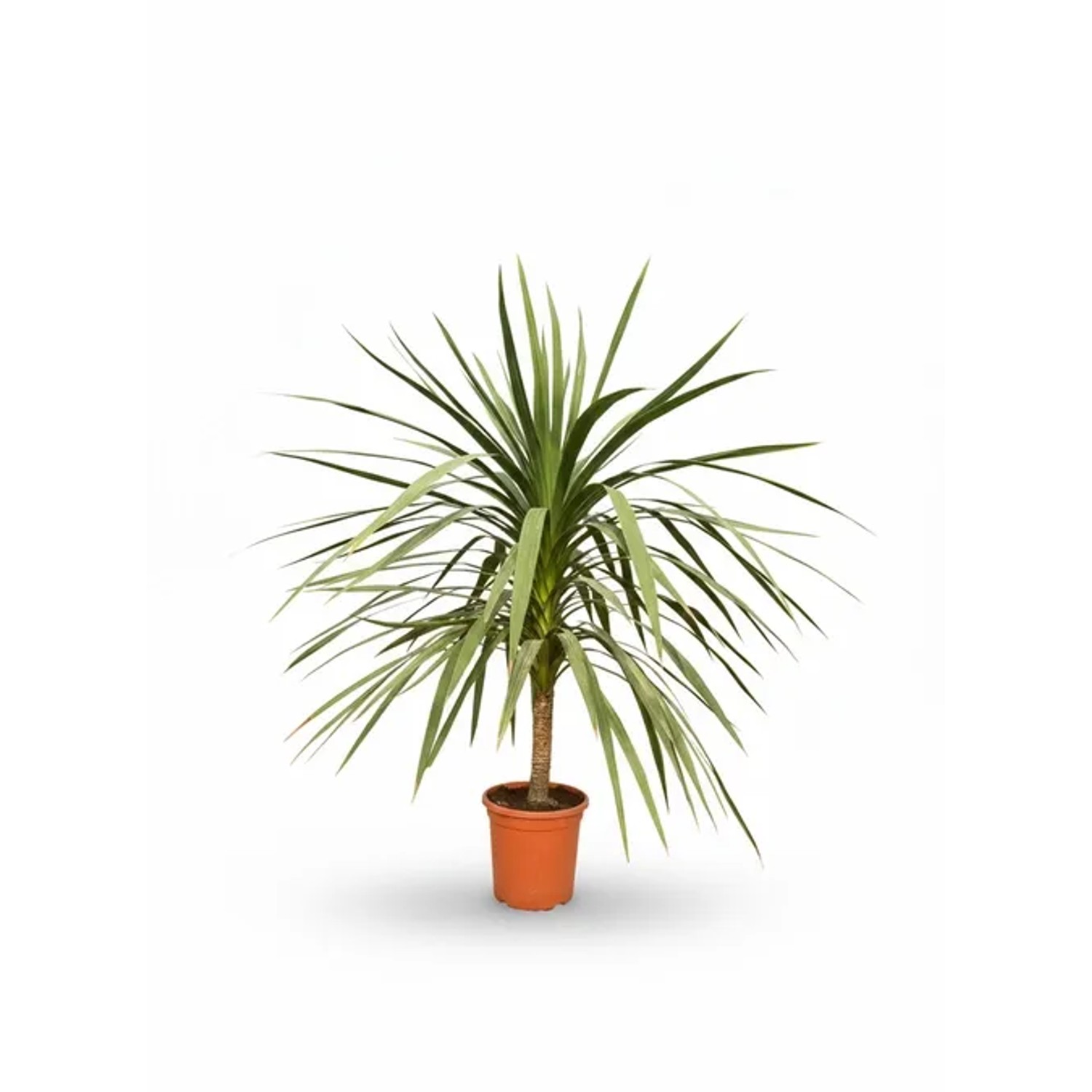 Sunny-Tree Cordyline Australis Palmlilie Winterharte Immergrüne Zierpflanze  Cabbage Tree für Garten und Terrasse  Exoti...