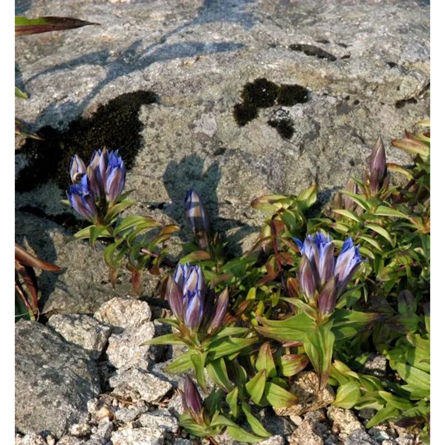 Kreuzenzian - Gentiana cruciata