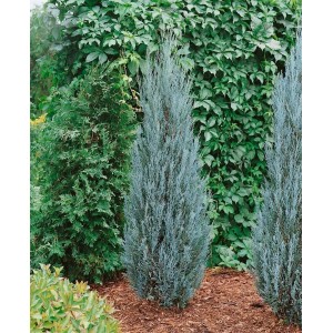 Blaugrüner Säulenwacholder 'Blue Arrow' (80-100 cm) im Garten.