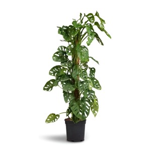 Fensterblatt Andansonii am Moosstab im Topf, eine dekorative Grünpflanze.