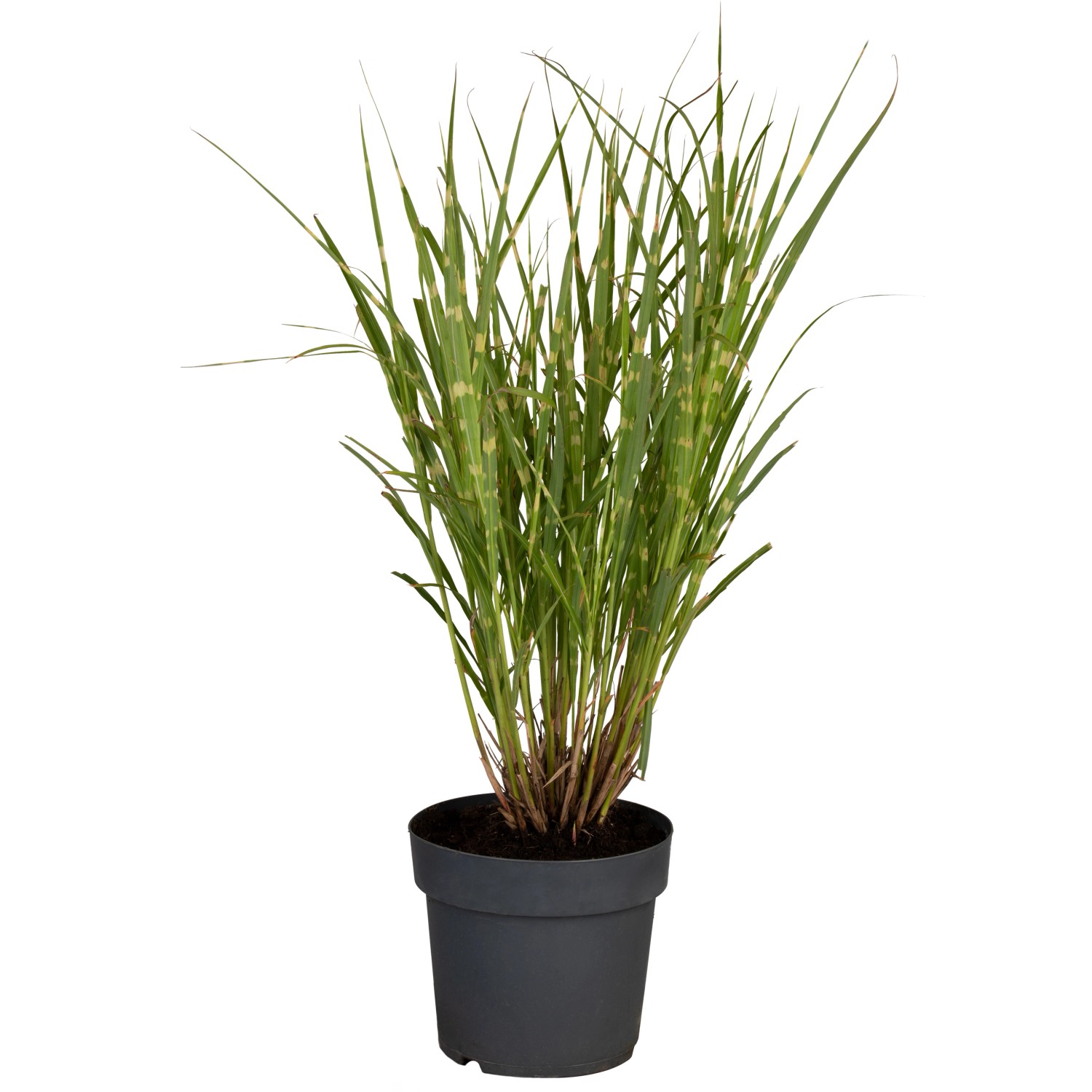 GROW by OBI Chinaschilf Strictus Braun Topf-Ø ca. 22 cm Miscanthus