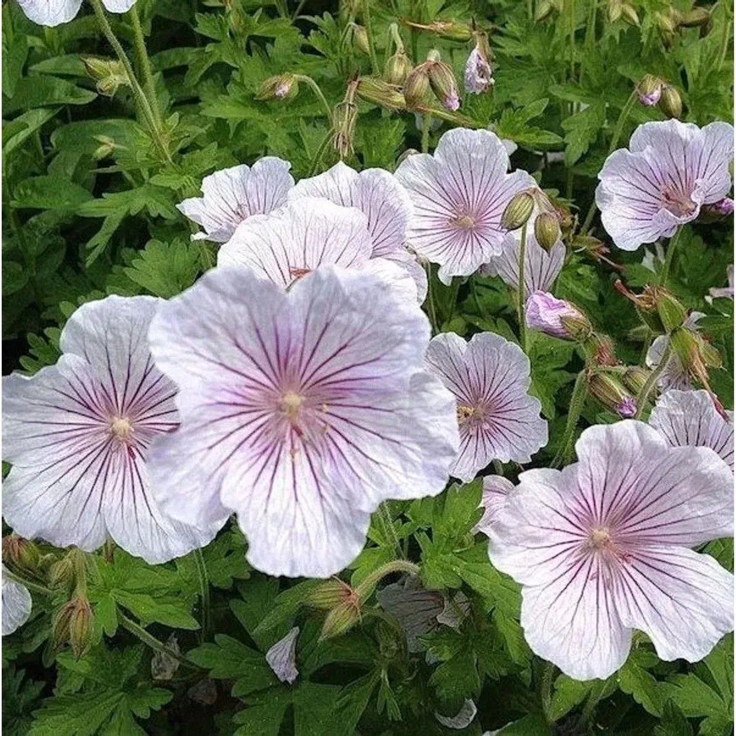 Himalayastorchschnabel Derrick Cook - Geranium himalayense