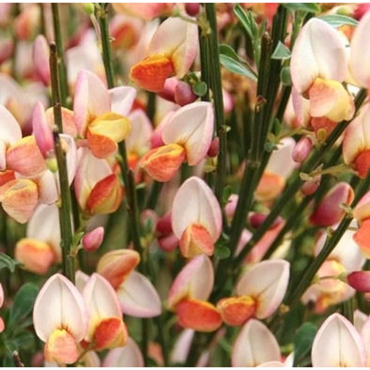 Edelginster Zeelandia 40-60cm - Cytisus scoparius günstig online kaufen