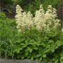 Kastanienblättriges Schaublatt (Rodgersia aesculifolia) mit weißen Blüten und grünen Blättern.