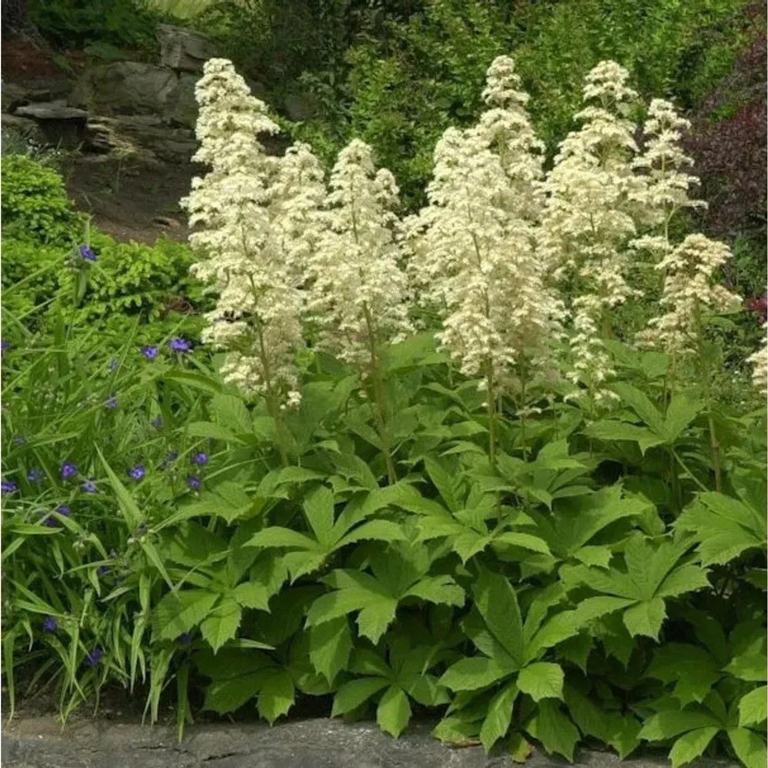 Kastanienblättriges Schaublatt (Rodgersia aesculifolia) mit weißen Blüten und grünen Blättern.