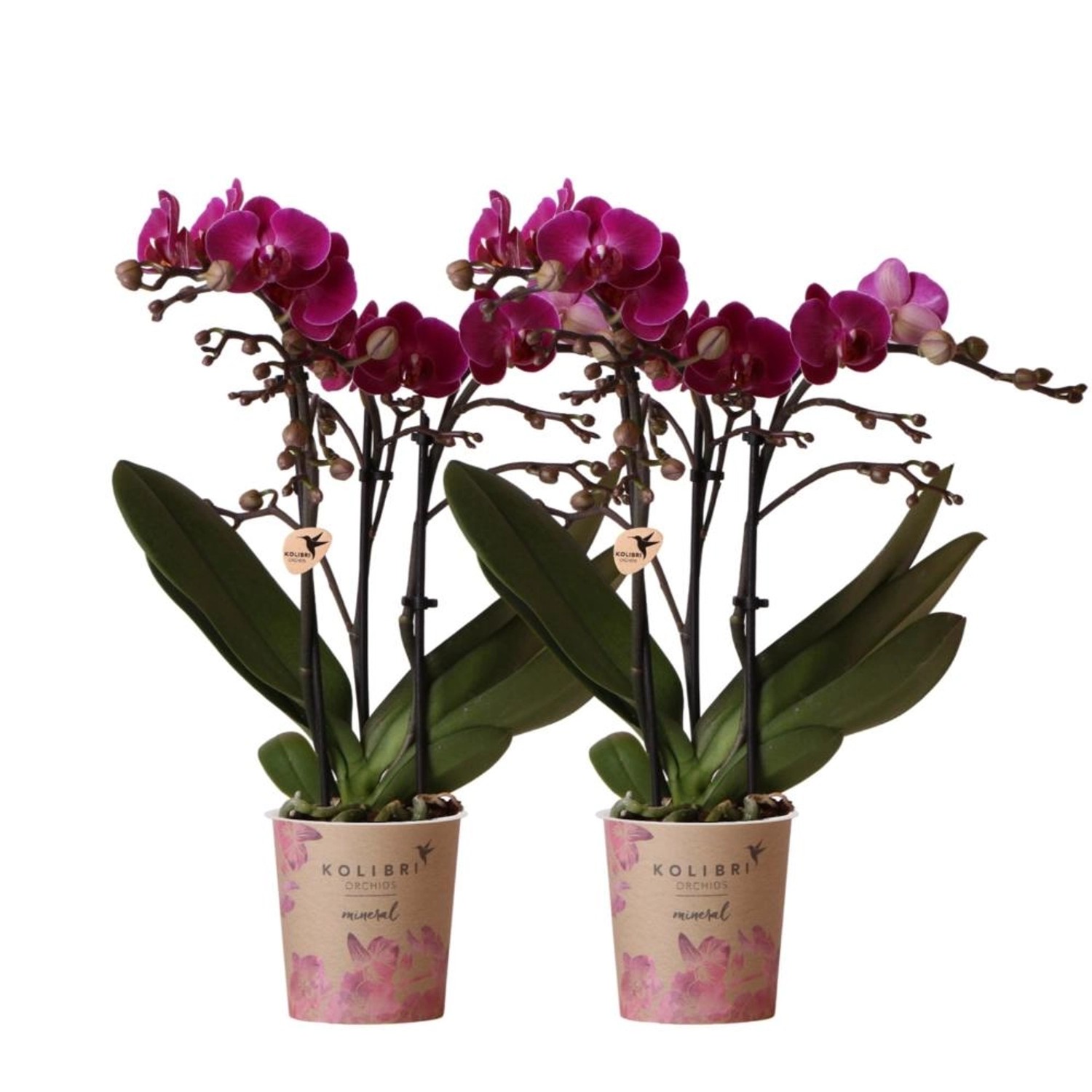 Kolibri Orchideen Combi Deal von 2 Lila Phalaenopsis Orchideen Morelia Topfgröße 9cm