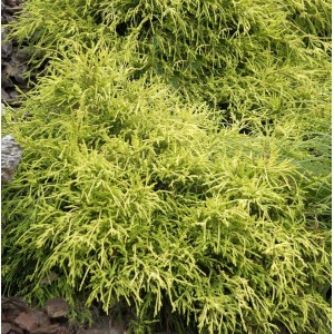 Gelbe Fadenzypresse 'Sungold', Chamaecyparis pisifera, goldgelbe Nadeln, Strauch für Steingärten.