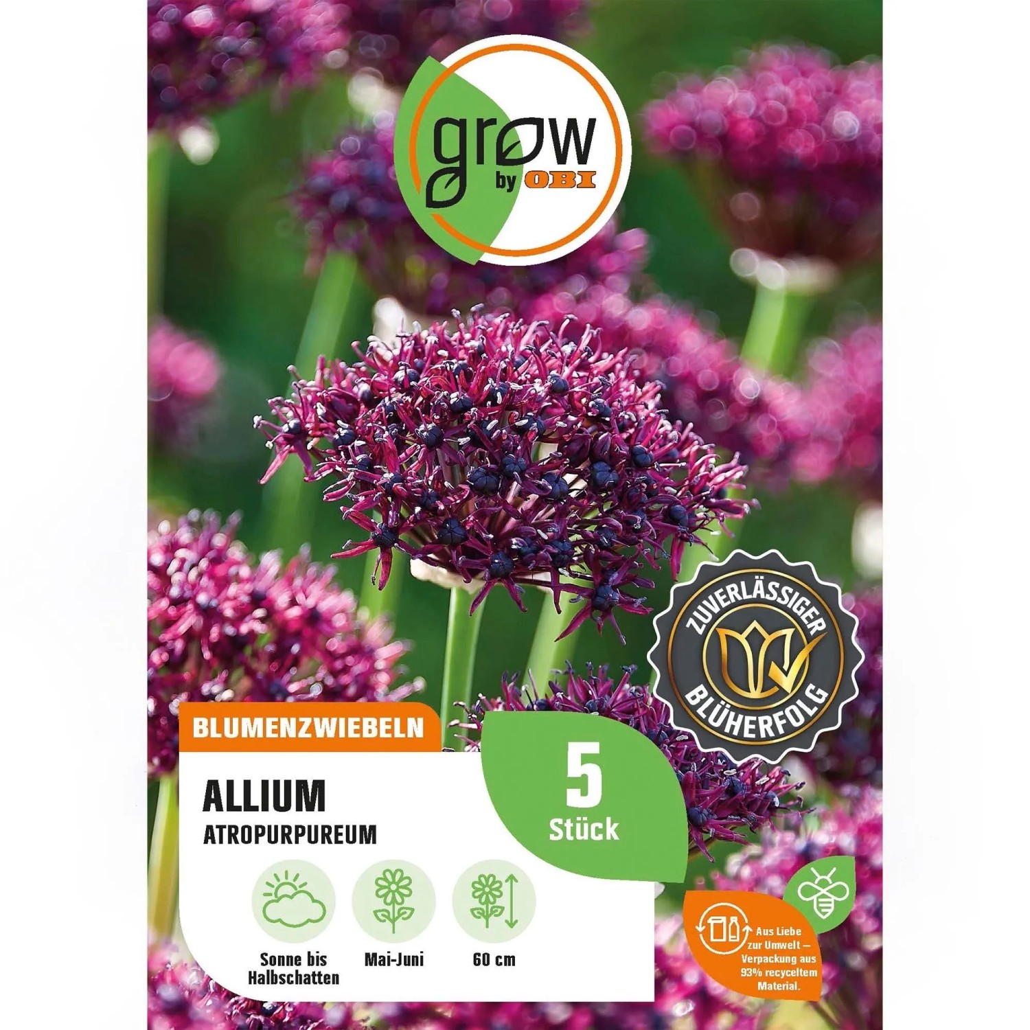 GROW by OBI Allium atropurpureum Rot-Violett 5 Stück Allium atropurpureum
