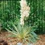Gelb-grüne Yucca Filamentosa Bright Edge Palmlilie mit weißen Blüten vor dunklem Zaun.