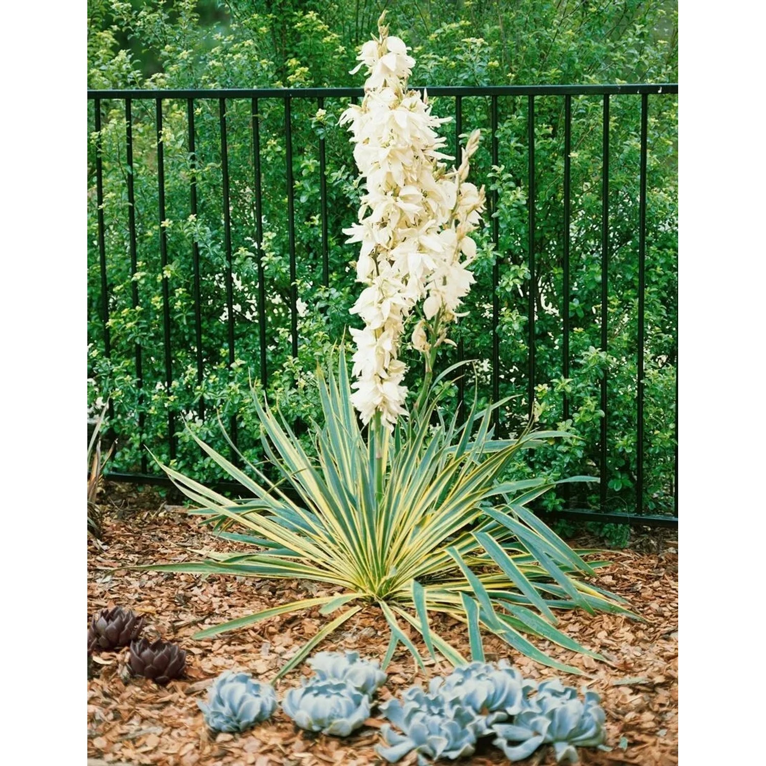 Gelb-grüne Yucca Filamentosa Bright Edge Palmlilie mit weißen Blüten vor dunklem Zaun.