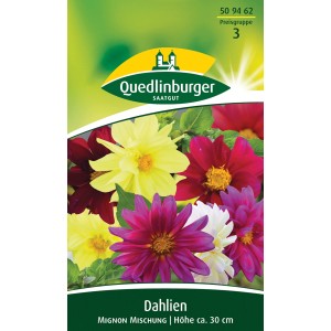 Quedlinburger Dahlie 'Mignon Mischung' Blumensamen mit Blüten in Gelb, Rot, Lila und Weiß.