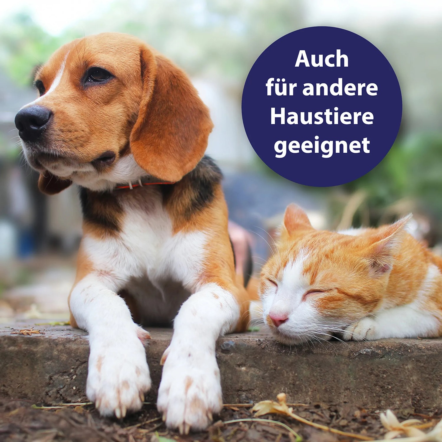 Hund und Katze. Canosept Hautpflege-Spray auch für andere Haustiere geeignet.