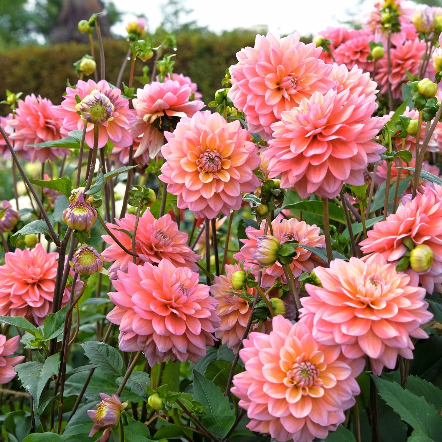 Dahlien decorativ Oleda 1 Stück