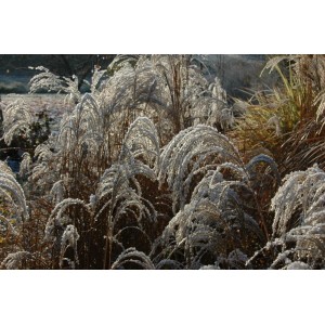 Winterliches Chinaschilf 'Sioux' im Garten: Ziergras mit Raureif, ca. 11x11 cm Topf.