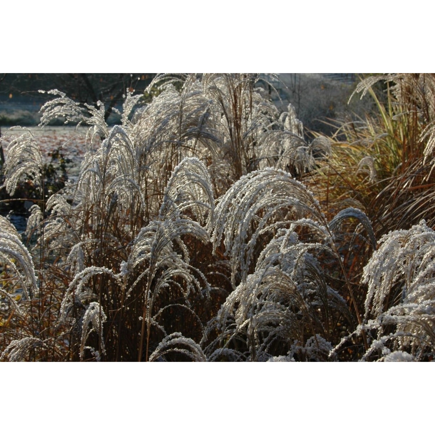 Miscanthus Sinensis Sioux Chinaschilf Ca. 11x11 cm Topf günstig online kaufen