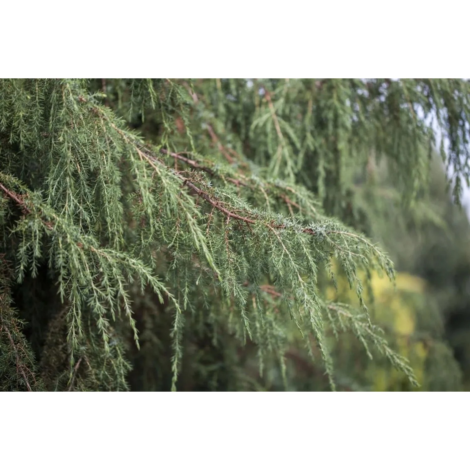 Juniperus Communis Horstmann Wacholder 80–100 cm