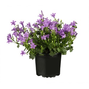 Violette GROW by OBI Dalmatiner Glockenblume im Topf (Ø 9cm).