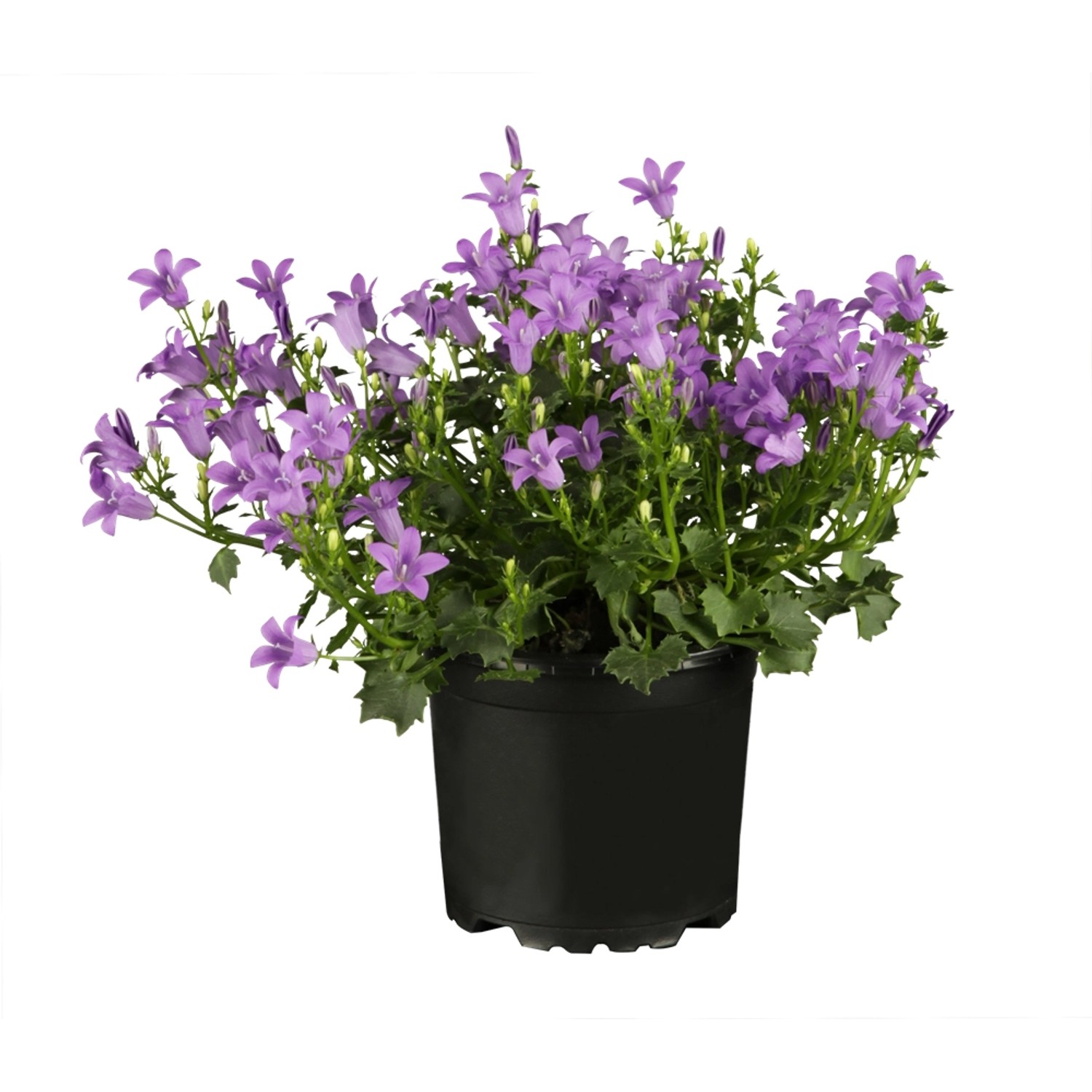 Dalmatiner Polster-Glockenblume Violettblau Topf-Ø ca. 9 cm x 9 cm Campanul günstig online kaufen