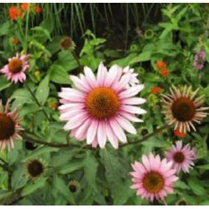 Rosa Garten Sonnenhut 'Leuchtstern' (Echinacea purpurea) im Gartenbeet.