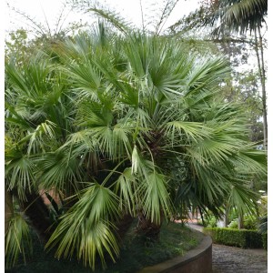 Chinesische Hanfpalme (Trachycarpus fortunei), 60-80cm, grüne Fächerblätter.
