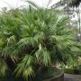Chinesische Hanfpalme (Trachycarpus fortunei), 60-80cm, grüne Fächerblätter.