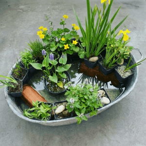 12 winterharte Teichpflanzen in Töpfen mit gelben und lila Blüten in einer Zinkwanne.