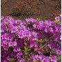 Japanische Azalee Blaue Donau 15-20cm - Rhododendron obtusum - Zwerg Alpenrose