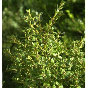 Detailaufnahme des kleinblättrigen Buchsbaum Winter Beauty, ein immergrüner Strauch für den Garten.