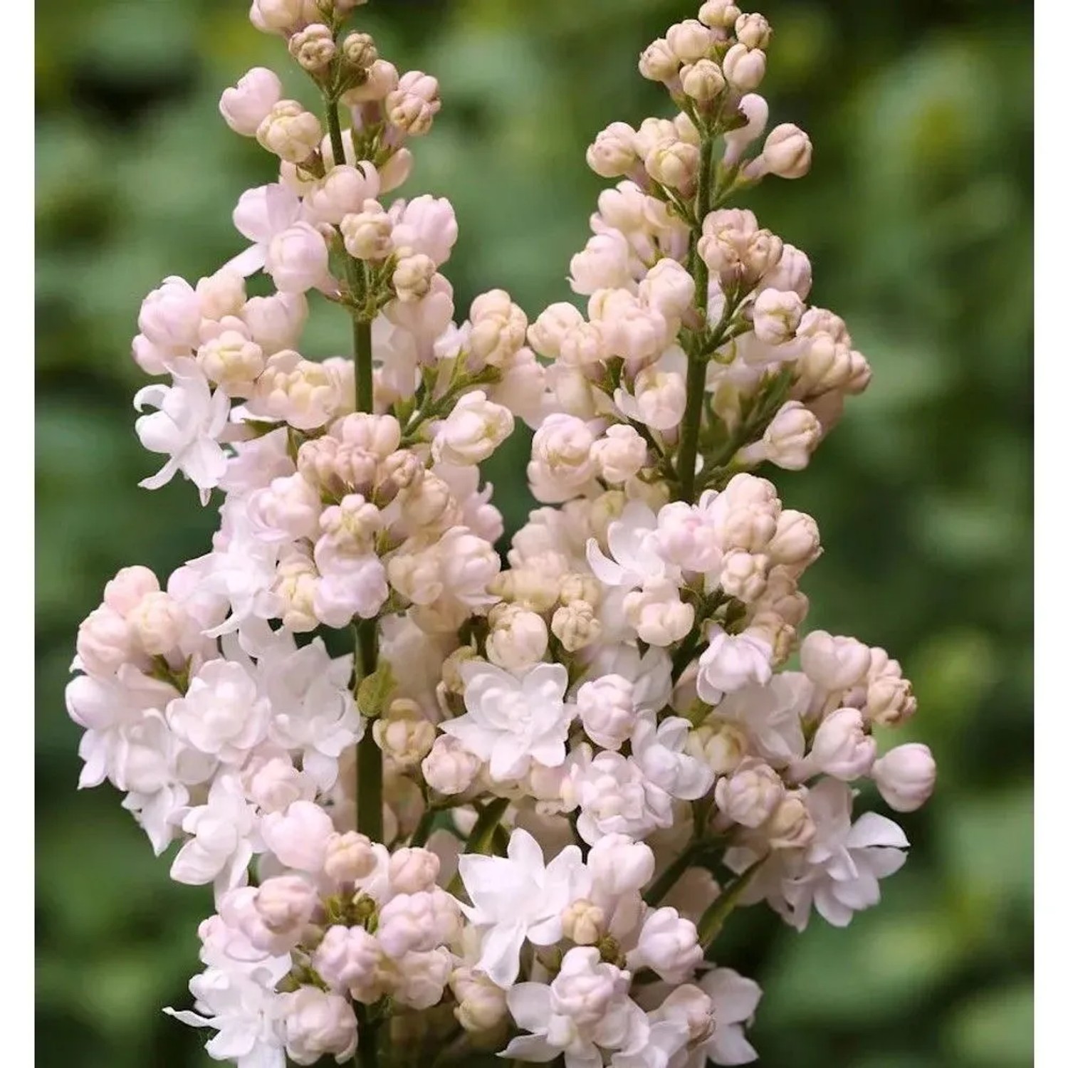 Edelflieder Schöne von Moskau - Kircher-Collection 60-80cm - Syringa vulgaris