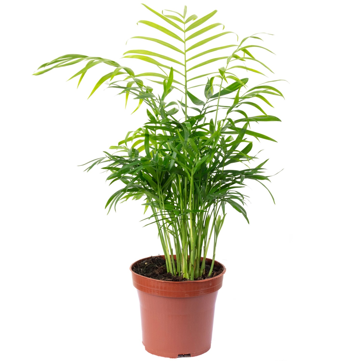 Value Greens Bergpalme Chamaedorea  Tropische Zimmerpflanze  Pflegeleicht günstig online kaufen