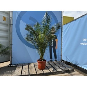 Sunny-Tree Palme Phoenix Canariensis 160 cm Kanarische Dattelpalme Palme für den Innen- und Außenbereich