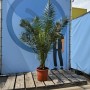Sunny-Tree Palme Phoenix Canariensis 160 cm Kanarische Dattelpalme Palme für den Innen- und Außenbereich_3