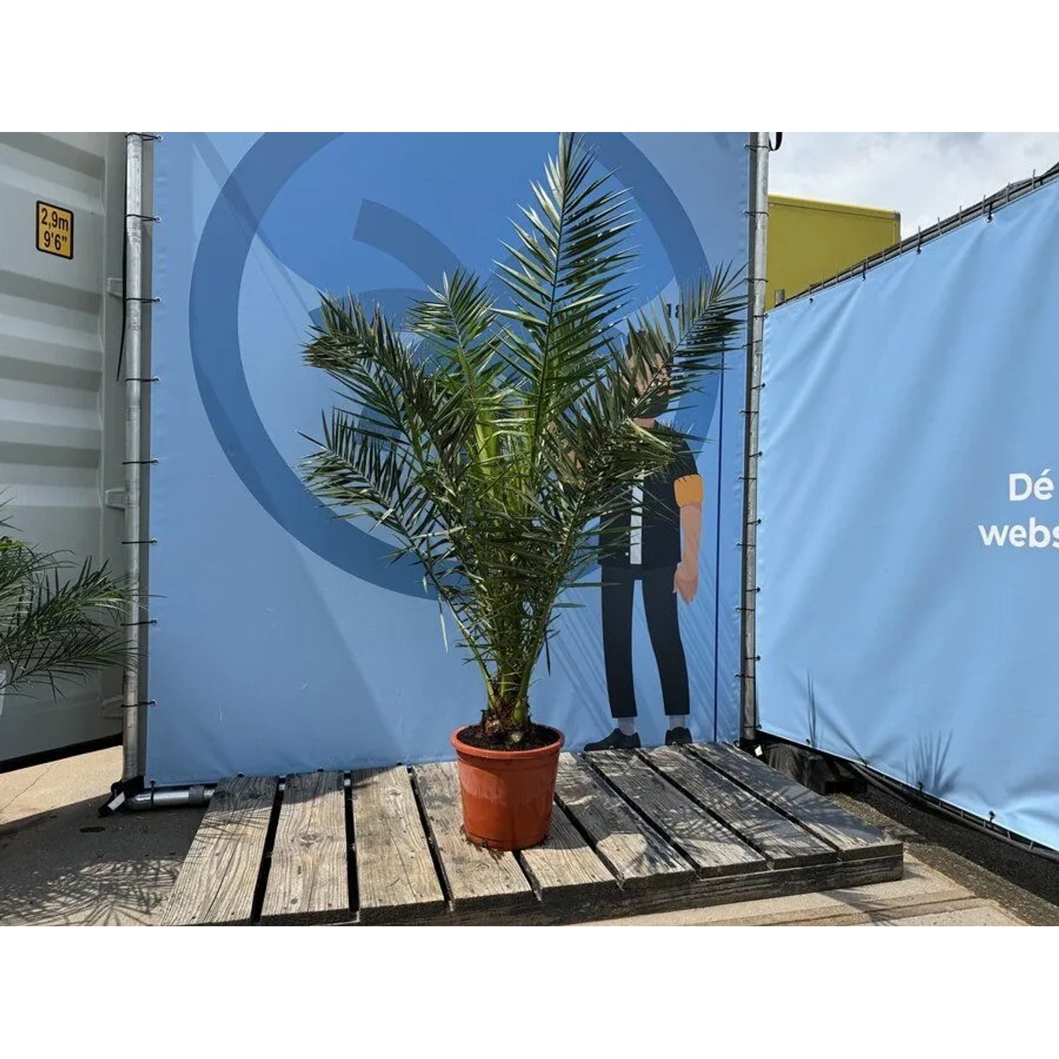Sunny-Tree Palme Phoenix Canariensis 160 cm Kanarische Dattelpalme Palme für den Innen- und Außenbereich_3