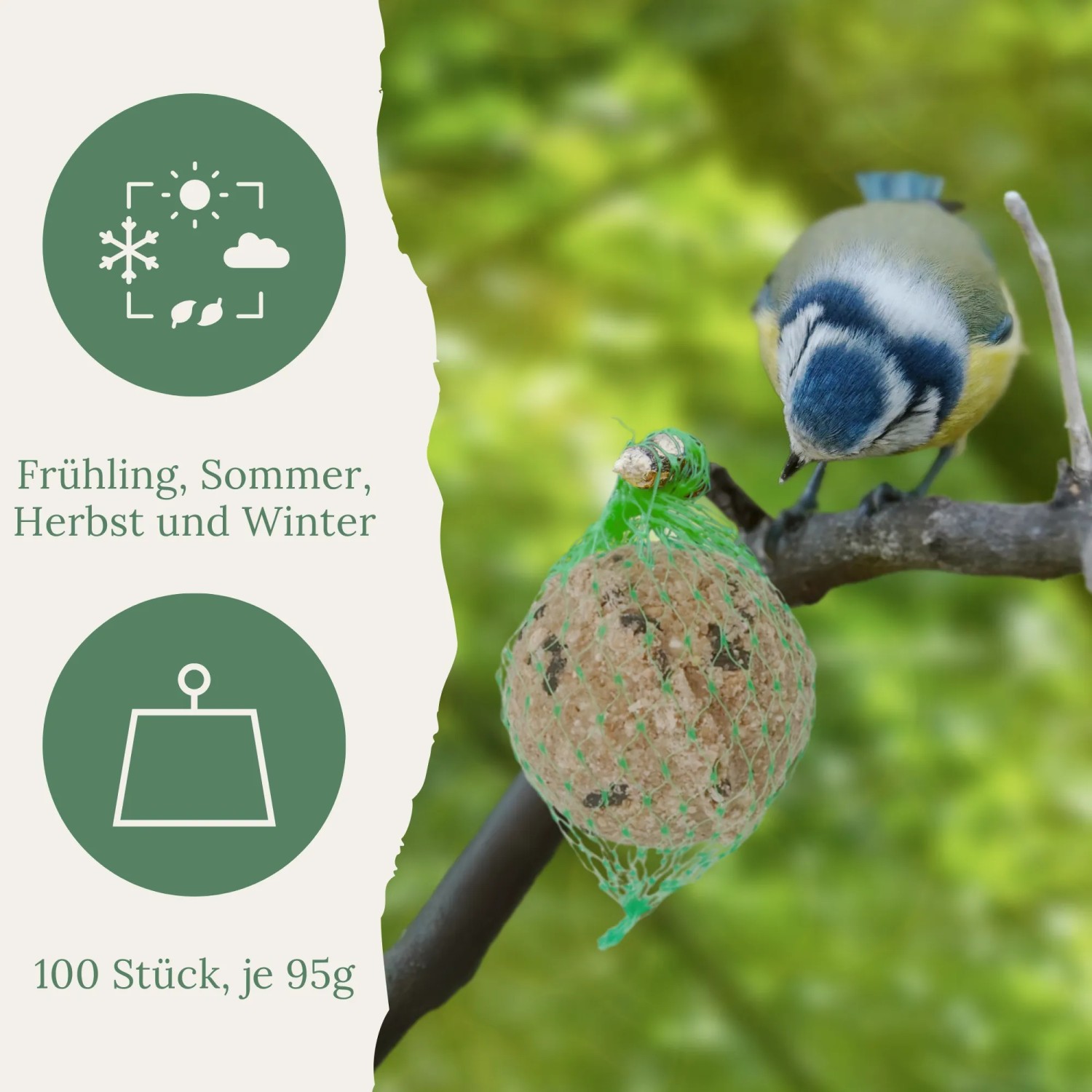 Blaumeise frisst Orni Meisenknödel im Netz mit Sonnenblumenkernen am Ast. Wildvogelfutter für Ganzjahresfütterung.