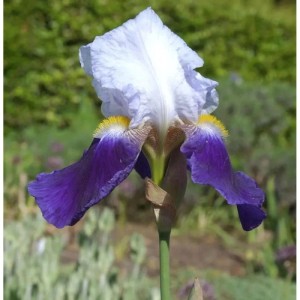 Schwertlilie Cloverdale - Iris barbata